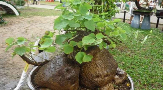 Trồng 2 cây cảnh “xấu lạ” này, nhưng mang ý nghĩa tốt lành, càng sống lâu càng có giá