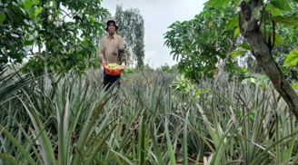 Trồng chung 2 loại cây ăn trái trong ruộng, thu hoạch bội thu, ông nông dân Hậu Giang đổi đời