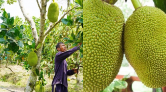 Trồng loại trái 'siêu to khổng lồ' này, nông dân Hậu Giang 'bỏ túi' 7 tỷ mỗi năm