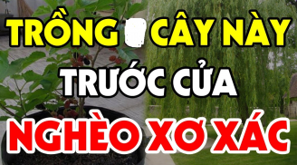 Trước nhà trồng 3 cây này, nhà tan cửa nát, trồng sau nhà trấn giữ của cải, giàu có: Đó là cây gì?