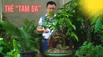 Trồng 2 loại cây này cạnh cây sung: Cả nhà hưởng lộc, gia đạo vững vàng