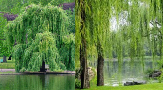 Tại sao người xưa hay trồng cây liễu ở bên hồ nhưng lại kiêng trồng trước nhà? Đại kỵ gì?