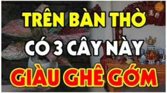 3 loại cây đặt lên bàn thờ tiền vào như nước: Nhà giàu nào cũng có 1 cây