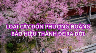 Loại cây huyền thoại có nhiều ở Huế, cây quý trong hoàng thành gắn với truyền thuyết thân phận phượng hoàng. Là cây gì?