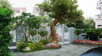 Trước nhà nên có 2 thứ xanh mát này, để mang lại tài lộc, gia đình gặp nhiều tốt lành