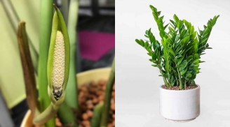 Loại cây được ví là lá bài may mắn, chỉ cần đặt trong nhà giúp gia chủ hốt vàng, hốt bạc
