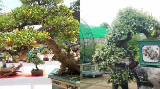 Từ cây dại hoá bonsai tiền tỷ với sức hút khó cưỡng, được ví như ‘hòn ngọc Viễn Đông’