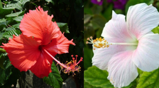 Người Việt kiêng kỵ hoa râm bụt trong khi chúng lại được cho là linh thiêng ở nhiều quốc gia, vì sao?