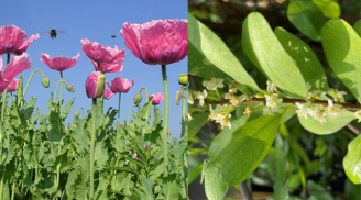 3 loại cây bị cấm trồng, đừng vì hoa đẹp mà trồng cây này kẻo đại họa, thấy mọc quanh nhà thì nhổ ngay