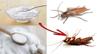 Cách đuổi gián ra khỏi nhà: 1 đi không trở lại