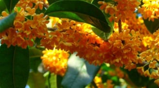 Trồng hoa Mộc Hương trước cửa có tốt cho phong thủy gia đình hay không?