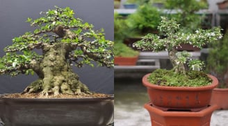 Loại cây bonsai đang ‘làm mưa làm gió’ trong giới yêu cây cảnh: Toả hương diệu kỳ, mang lại may mắn