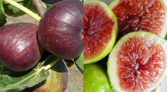 Quả gì xưa chẳng ai ngó, nay thành đặc sản ‘hot hit’ vì hương vị độc lạ, vừa ngon vừa hiếm?