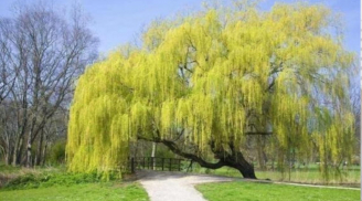 Các cụ dặn: '5 cây âm vào nhà, tiêu tán của cải', đó là những cây gì?