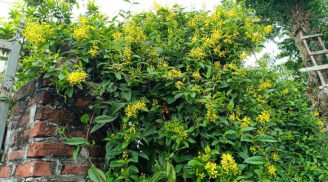 4 loại cây 'lớn nhanh như thổi', chỉ cần trồng 1 năm hoa nở đầy cây và xanh tốt không khống chế nổi