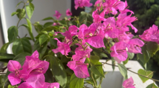 Cách kích thích hoa giấy nở hoa, chỉ sau 10 ngày hoa nở đầy cành