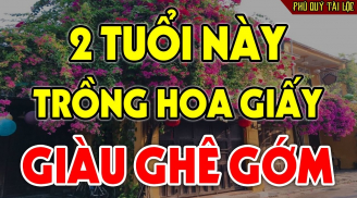 Người thuộc 2 tuổi này trồng hoa giấy, hoa nở tiền về, 3 đời hưởng phước