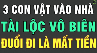 3 loài vật này đệ tử Thần Tài bước vào nhà, tiền vào như nước