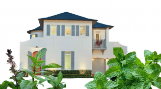 Trồng cây này vừa có rau ăn, vừa giúp phong thủy giàu có tốt lành, vừa đuổi ruồi muỗi, nhà chật cũng trồng được