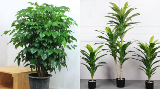 Trong nhà nhất định phải trồng loại cây này nếu muốn được Thần Tài gõ cửa, giàu sang phú quý