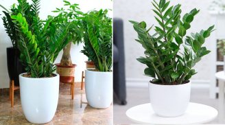 Người tuổi nào hợp trồng cây kim tiền nhất? Muốn có lộc cần chọn đúng