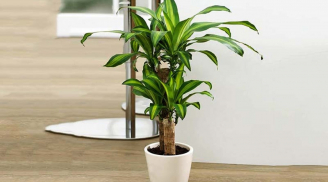 4 loại cây thích hợp trồng trong nhà bếp, giúp hút khi độc nhà bếp cực tốt, chị em nội trợ chớ bỏ qua