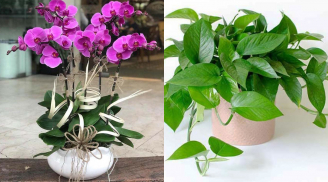 4 loại cây từng được săn lùng ráo riết nay có thể khiến bạn ‘hối hận tột cùng’