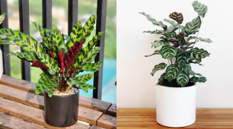 Trồng cây Đuôi Công: Cách đơn giản để cải thiện vận khí, thu hút tài lộc, may mắn vào nhà bạn
