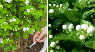 Tưới chút nước có 'mùi hôi' này vào gốc, hoa nhài nở hoa quanh năm, chùm to thơm ngát