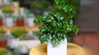 3 loại cây cảnh “thịnh vượng” nhất định phải có 1 chậu trong phòng khách