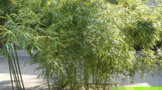 Vì sao các cụ nói: “Trước nhà không trồng tre thì sau nhà trồng ít cây”, trồng như vậy thì sao?