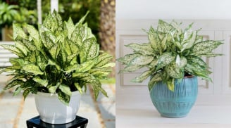 Cây Ngọc Ngân: Vừa đẹp nhà, vừa thu hút tài lộc, ai cũng nên trồng