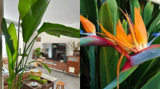 Loại cây quen thuộc chỉ cần để phòng khách lập tức tiền đầy két, vợ chồng lạnh nhạt đến mấy cũng mặn nồng