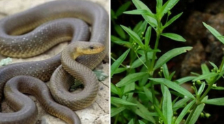 3 loại cây dụ rắn vào nhà, muốn cả nhà bình an thì nên sớm dẹp bỏ