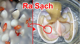 Ngao ngậm đầy cát lạo xạo chỉ cần thêm 1 thứ này vào là nhả ra sạch hết