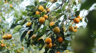 Ông bà dặn con cháu: 'Nghèo mấy cũng đừng chặt 3 cây này, con cháu hưởng phước báu 3 đời'