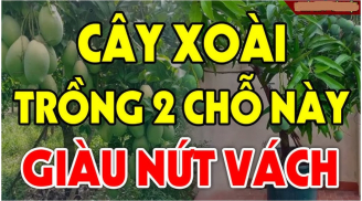 Trồng xoài vị trí này giàu nứt vách: Đó là chỗ nào?