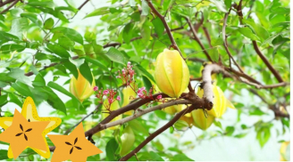 Đây là mẹo cho những ai trồng cây khế mà muốn trĩu hoa sai quả, quả ngọt không bị rụng sớm