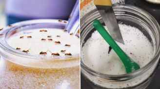 Các dùng thìa đuổi sạch kiến trong lọ đường