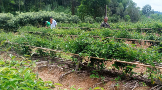 Trồng loài cây được xem là 'thần dược của quý ông', anh nông dân Bắc Giang sắp thu tiền tỷ