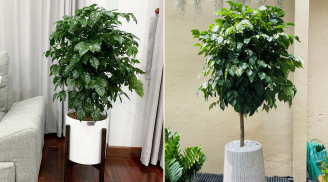 5 loại cây phong thủy 'ăn tiền thiên hạ', trong phòng khách có một cây, cả năm thịnh vượng