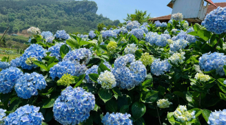 Cẩm tú cầu tàn, mách bạn 2 bước đơn giản giúp cây 'hồi sinh', siêu trổ hoa trong năm tới