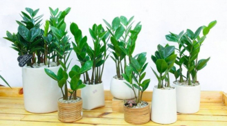 Đặt cây Kim Tiền vị trí này trong nhà chuẩn phong thủy, tài lộc đổ về như nước