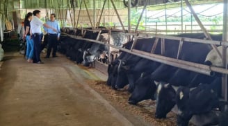 Nuôi 'cỗ máy siêu thịt khổng lồ' lão nông dân làm giàu thành cô thu về 3 tỷ/ năm