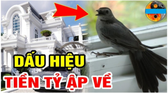 3 loài chim này vào nhà: Điềm báo Thần Tài tới, tiền vào như nước