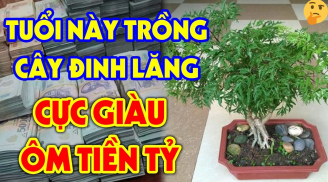 Cây Đinh Lăng hút lộc và trấn giữ của cải ai cũng nên trồng: Đặc biệt 1 tuổi này cực hợp