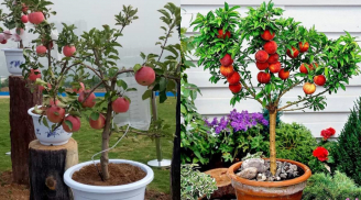 Cây táo mang ý nghĩa phong thuỷ tốt lành, vì sao nhiều người không muốn trồng?