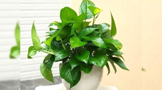 3 cây cảnh 'đặt đâu sống đó', giúp xua đuổi điềm dữ, chiêu tài đón lộc, tăng vượng khí cho gia đình