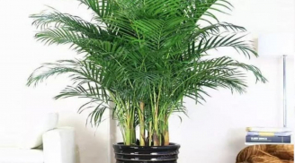 5 loại cây xua đuổi tà ma, mời gọi Thần Tài, trồng 1 cây cũng tiền bạc về chật két