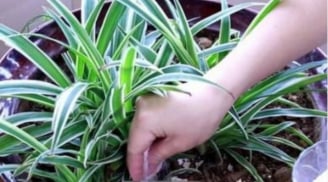 Cây khó trồng, vàng rễ, thối lá, rắc một nắm nay là xanh tốt mơn mởn, hoa nở trĩu cành